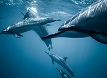 欧冠直播下载-纳什：不清楚欧文为何拒绝采访 他在训练中棒极了！